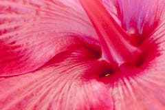 Hibiscus Stock Photography