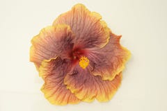 Hibiscus Royalty Free Stock Image