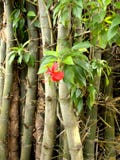 Hibiscus And Bamboo Royalty Free Stock Image