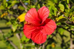 Hibiscus blossom or hawaiian flower