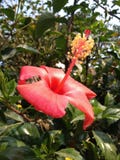 Hibiscus stock images Hibiscus stock images
