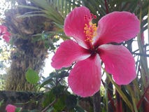 Hibiscus flower laef green in the garden stock photo Hibiscus flower laef green in the garden stock photo