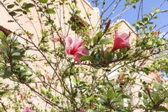 Hibiscus rosa-sinensis of chinesse hibiscus stock foto's Hibiscus rosa-sinensis of chinesse hibiscus stock foto's