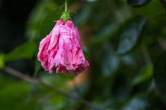 Hibiscus syriacus, also known as Korean Flower and Rose of Sharo stock photography Hibiscus syriacus, also known as Korean Flower and Rose of Sharo stock photography