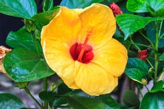 Hibiscus τα λουλούδια είναι ένα γένος των ανθίζοντας φυτών mallow φ Στοκ Εικόνα Hibiscus τα λουλούδια είναι ένα γένος των ανθίζοντας φυτών mallow φ Στοκ Εικόνα