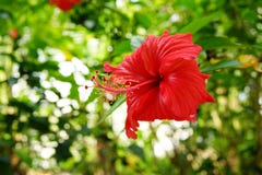 Hibiscus το Rosa-sinensis †«τα ο συνηθέστερα είδη hibiscus στη Μαλαισία †«δηλώθηκε το εθνικό λουλούδι μας το 1960 στοκ φωτογραφίες Hibiscus το Rosa-sinensis †«τα ο συνηθέστερα είδη hibiscus στη Μαλαισία †«δηλώθηκε το εθνικό λουλούδι μας το 1960 στοκ φωτογραφίες