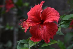 Hibiscus του Κεράλα στοκ φωτογραφία με δικαίωμα ελεύθερης χρήσης Hibiscus του Κεράλα στοκ φωτογραφία με δικαίωμα ελεύθερης χρήσης