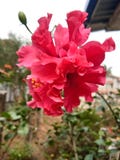 Hibiskus eller härlig blomma för rosemallow royaltyfri fotografi Hibiskus eller härlig blomma för rosemallow royaltyfri fotografi