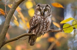 Hibou boréal dans des feuilles d'automne image libre de droits Hibou boréal dans des feuilles d'automne image libre de droits