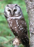 Hibou boréal roosting photographie stock libre de droits Hibou boréal roosting photographie stock libre de droits