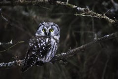 Hibou boréal vigilant, funereus d'Aegolius, été perché dans un arbre photo stock Hibou boréal vigilant, funereus d'Aegolius, été perché dans un arbre photo stock