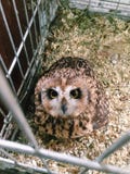 Hibou de Brown se reposant dans une cage photographie stock libre de droits Hibou de Brown se reposant dans une cage photographie stock libre de droits