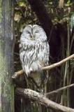 Hibou de l'ural photos stock Hibou de l'ural photos stock