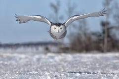 Hibou de Milou Hibou de Milou