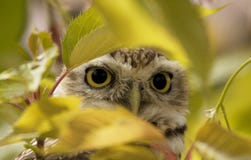 Hibou jetant un coup d'oeil par derrière une feuille dans un arbre photographie stock libre de droits Hibou jetant un coup d'oeil par derrière une feuille dans un arbre photographie stock libre de droits