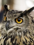 Hibou sur l'affichage image libre de droits Hibou sur l'affichage image libre de droits