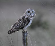 Hibou à oreilles courtes prenant un repos photographie stock libre de droits Hibou à oreilles courtes prenant un repos photographie stock libre de droits