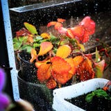 The hiden strawbeery stock photography The hiden strawbeery stock photography