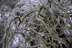 Hielo silencioso Fondo congelado de las plantas imagen de archivo Hielo silencioso Fondo congelado de las plantas imagen de archivo