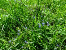 Hierba de prado jugosa joven con las pequeñas flores azules en primavera o comienzo del verano imagen de archivo Hierba de prado jugosa joven con las pequeñas flores azules en primavera o comienzo del verano imagen de archivo