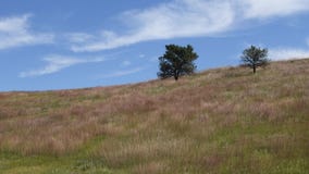 Hierba en un campo que sopla en el viento Hierba en un campo que sopla en el viento