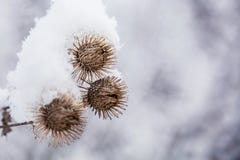 Hierba escarchada de la bardana en el bosque nevoso, tiempo frío por mañana soleada imagenes de archivo Hierba escarchada de la bardana en el bosque nevoso, tiempo frío por mañana soleada imagenes de archivo