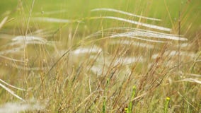 Hierba salvaje en el campo que agita en el viento - primer Hierba salvaje en el campo que agita en el viento - primer