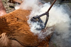 hierro de marcado en caliente Fuego-heated que es utilizado en un becerro imagen de archivo hierro de marcado en caliente Fuego-heated que es utilizado en un becerro imagen de archivo