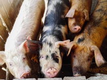 Close up of different color pigs on a pig farm stock photo Close up of different color pigs on a pig farm stock photo
