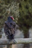 High Desert Turkey Vulture royalty free stock images High Desert Turkey Vulture royalty free stock images
