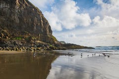 High, rugged cliffs, seagulls, blue sky, and puffy white clouds reflected in the wet sands of a beach along the Oregon coast royalty free stock images High, rugged cliffs, seagulls, blue sky, and puffy white clouds reflected in the wet sands of a beach along the Oregon coast royalty free stock images