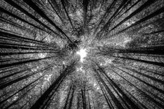 High trees in forest from below in infrared royalty free stock image High trees in forest from below in infrared royalty free stock image