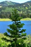 The Shady Pine on the Pond stock photo The Shady Pine on the Pond stock photo