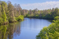 River at Lettuce Lake Park in Tampa royalty free stock image River at Lettuce Lake Park in Tampa royalty free stock image