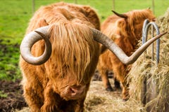 Highland Cattle Eat Hay In The Yard Stock Photo Image Of Farm Summer 26230718