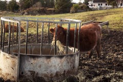 Highland Cattle stock photo Highland Cattle stock photo