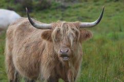 Highland Cow with his Mouth Open stock image Highland Cow with his Mouth Open stock image