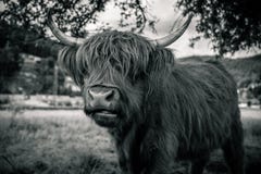 highland cow in kinzig valley in black forest, germany