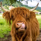 Highland cow in kinzig valley in black forest, germany