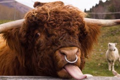 Highland Cow Sticking Tongue out. With a Sheep in the Background Stock Photo Highland Cow Sticking Tongue out. With a Sheep in the Background Stock Photo