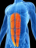 Highlighted - abs muscle