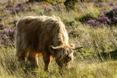 Higland cattle grazing in the moor, Dartmoor stock photo Higland cattle grazing in the moor, Dartmoor stock photo