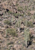 Hikers на пешей тропе пустыни в северном Scottsdale, Аризоне стоковое фото rf Hikers на пешей тропе пустыни в северном Scottsdale, Аризоне стоковое фото rf