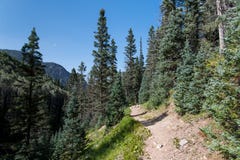 Hiking trail in an alpine setting goes through a spruce and fir forest under a perfect blue sky royalty free stock image Hiking trail in an alpine setting goes through a spruce and fir forest under a perfect blue sky royalty free stock image