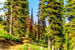 A hiking trail at Sun Peaks in British Columbia,Canada stock photography A hiking trail at Sun Peaks in British Columbia,Canada stock photography