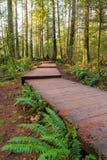 Hiking Trail Wood Walkway in Lynn Canyon Park in Vancouver BC Canada stock photography Hiking Trail Wood Walkway in Lynn Canyon Park in Vancouver BC Canada stock photography