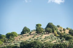 Hill with olive trees royalty free stock photography Hill with olive trees royalty free stock photography