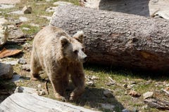 Himalayan brown bear Ursus arctos isabellinus royalty free stock photography Himalayan brown bear Ursus arctos isabellinus royalty free stock photography