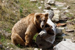 Himalayan brown bear Ursus arctos isabellinus royalty free stock images Himalayan brown bear Ursus arctos isabellinus royalty free stock images