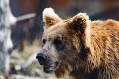 Himalayan brown bear Ursus arctos isabellinus royalty free stock photography Himalayan brown bear Ursus arctos isabellinus royalty free stock photography